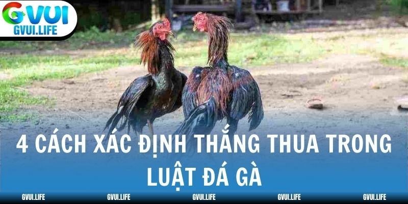 4 cách xác định thắng thua trong luật Đá Gà