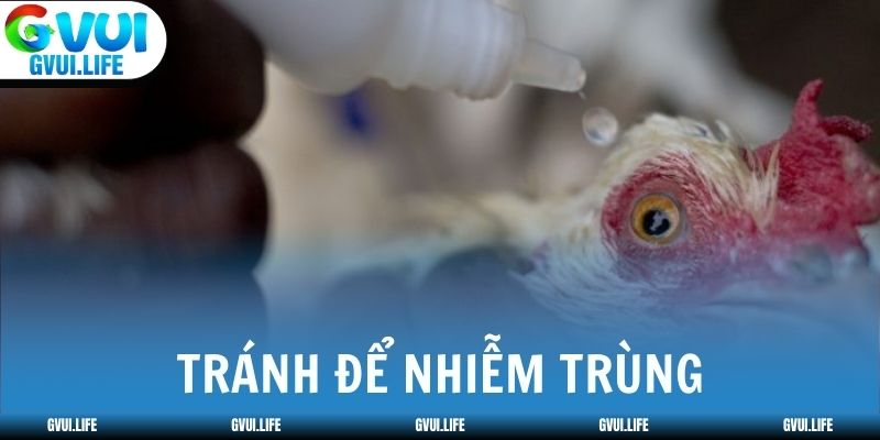 Chăm sóc chiến kê sau thi đấu để tránh nhiễm trùng