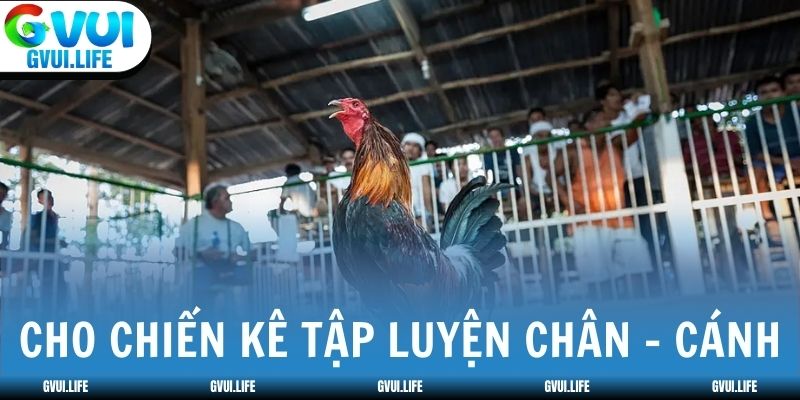Cho chiến kê tập luyện, tăng cường cơ bắp ở chân và cánh
