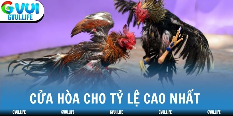 Cửa Hòa cho tỷ lệ cược đá gà thắng cao nhất 