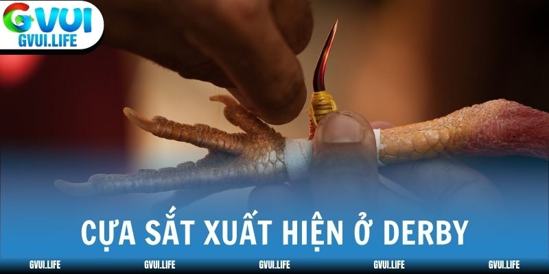 Cựa sắt thẳng hoặc cong nhẹ xuất hiện ở Derby
