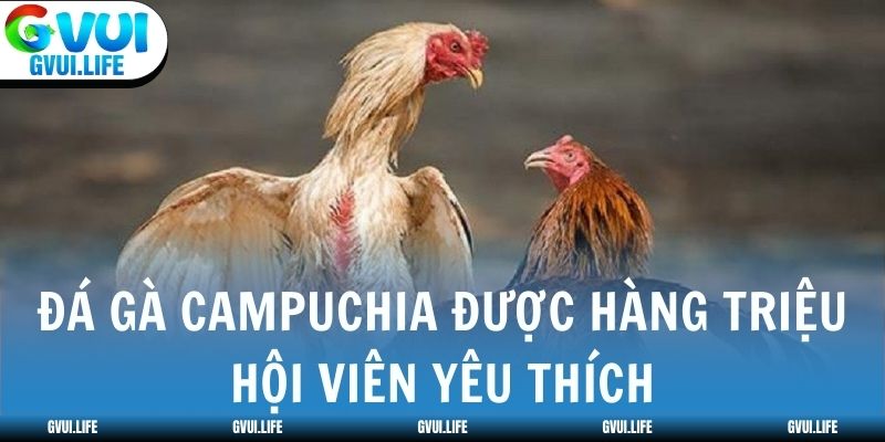 Đá gà Campuchia được hàng triệu hội viên yêu thích