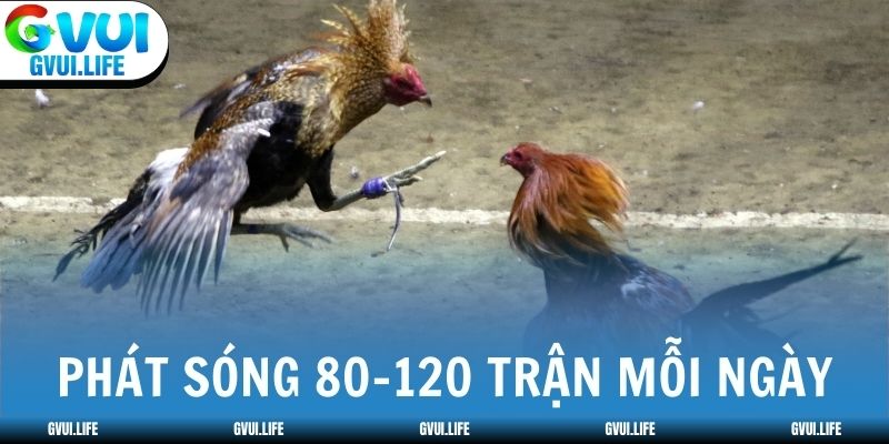 Đá gà GVUI phát sóng 80-120 trận mỗi ngày