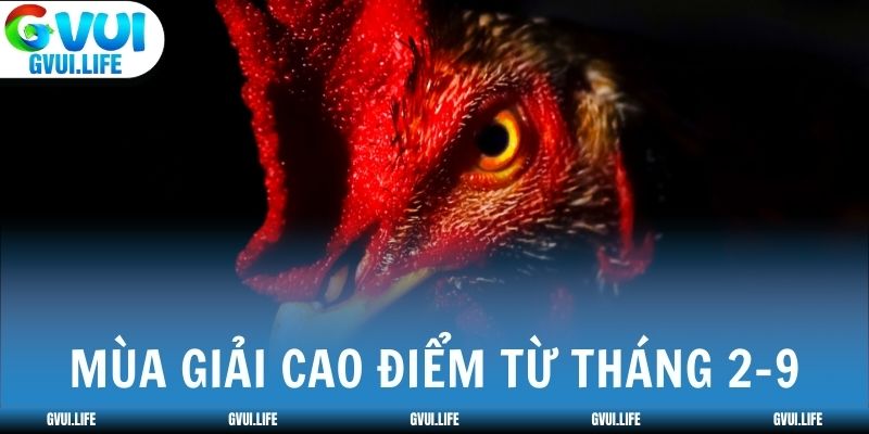 Mùa giải đá gà Philippines diễn ra cao điểm từ tháng 2-9