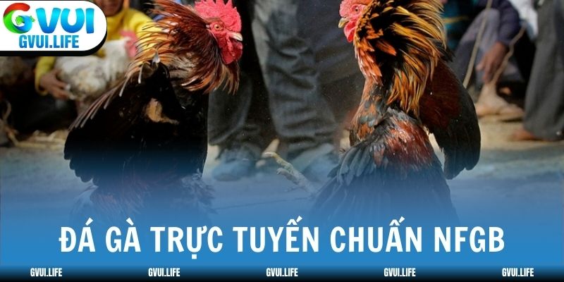 Đá gà trực tuyến từ trường đấu chuẩn NFGB