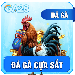 đá gà gvui