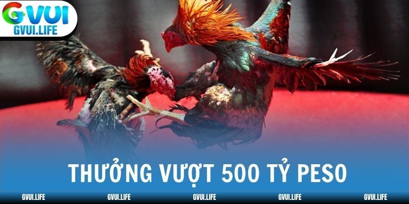 Giải đấu đá gà ở Philippines 2025 có thưởng vượt 500 tỷ peso