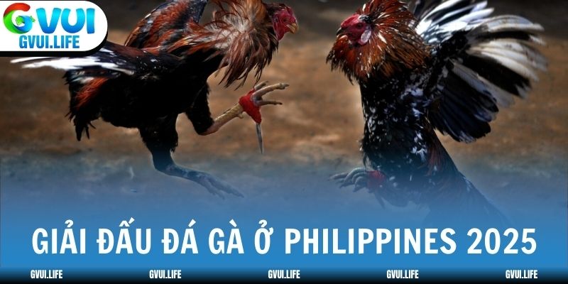 Philippines tổ chức hơn 8 giải đá gà lớn trong năm 2025