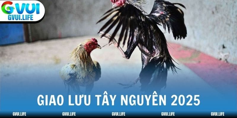 Giao Lưu Tây Nguyên 2025 tổ chức tại trường gà Ea Kar