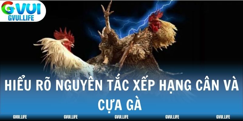 Hiểu rõ nguyên tắc xếp hạng cân và cựa gà 