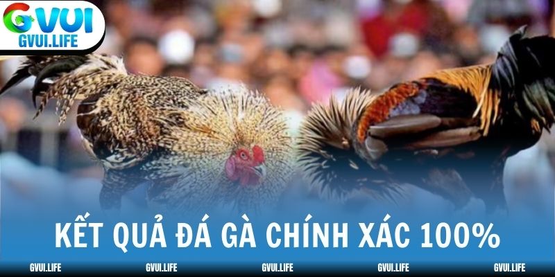 Kết quả đá gà Cambodia hôm nay nhanh - chính xác 100%