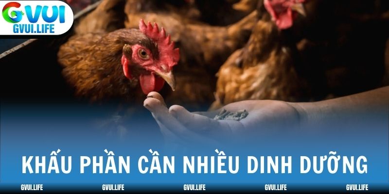 Khẩu phần cần đủ protein, rau xanh và khoáng chất
