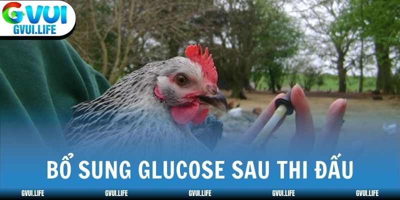 Kỹ thuật chăm sóc gà đá sau khi thi đấu với glucose