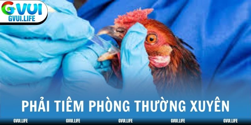 Mẹo chăm sóc gà đá khỏe mạnh là phải tiêm phòng thường xuyên