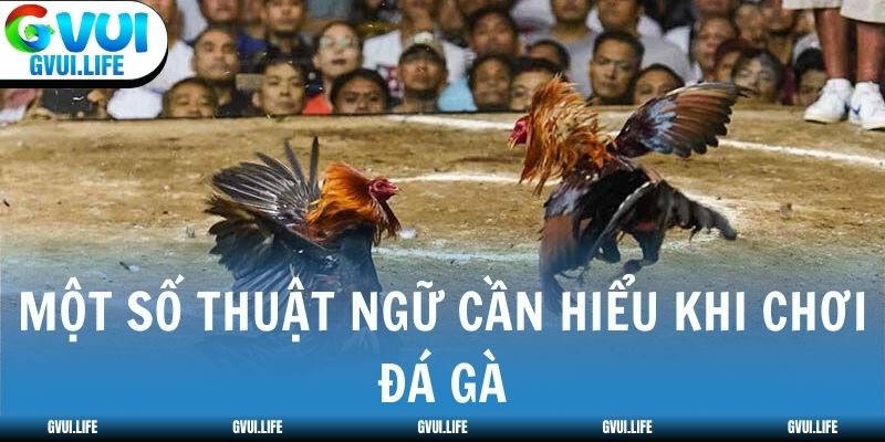 Một số thuật ngữ cần hiểu khi chơi Đá Gà