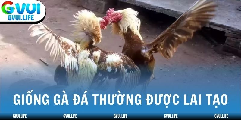 Những giống gà đá nổi bật tại các giải đấu được lai tạo nhiều