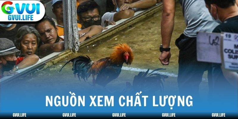 ODIN GAMECOCK mang nguồn xem chất lượng từ Philippines