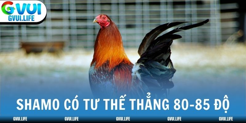 Shamo có tư thế đứng thẳng 80-85 độ, ngực nở