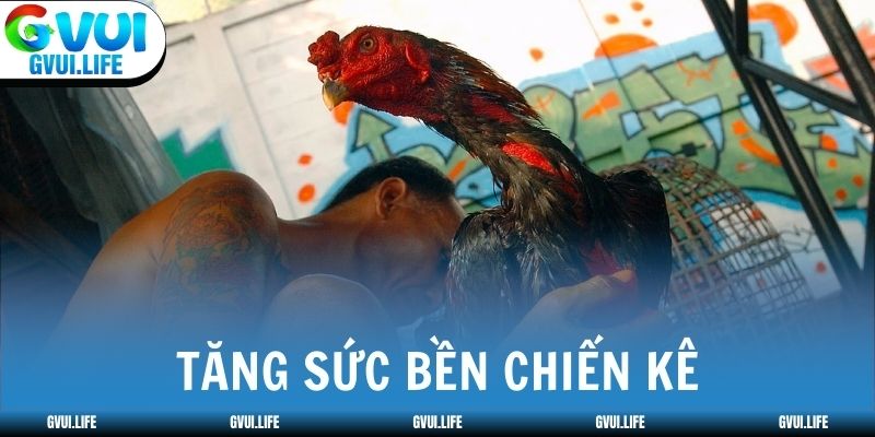 Tăng sức bền chiến kê bằng rèn tim phổi và xương chân