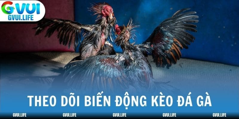 Theo dõi biến động kèo đá gà từ lúc mở đến giờ đấu