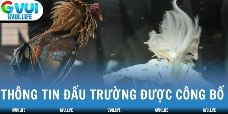 Thông tin đấu trường, số hiệp được công bố trước trận