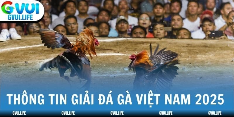 Nhà cái phát sóng trực tiếp các giải đá gà Việt Nam 2025