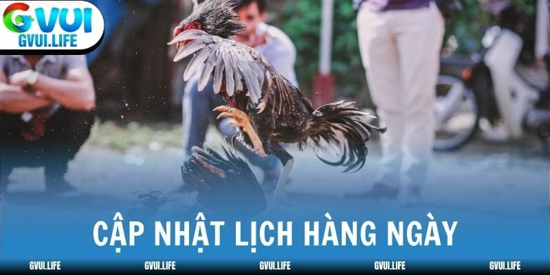 Tin tức đá gà cập nhật lịch đá gà hàng ngày từ trường đấu