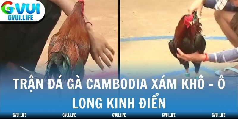Trận đá gà Cambodia Xám Khô - Ô Long kinh điển