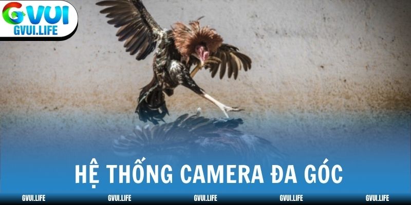 Trực tiếp đá gà Thomo tại Campuchia hệ thống camera đa góc
