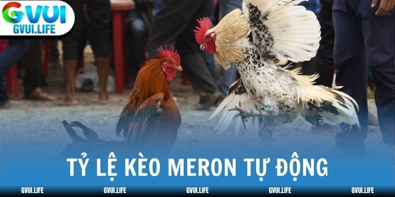 Tỷ lệ kèo Meron cập nhật tự động theo pool cược